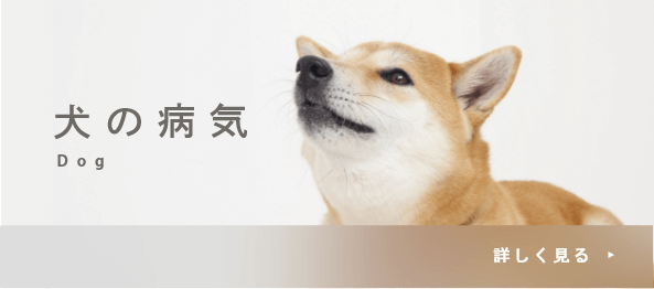 犬の病気
