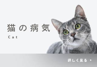 猫の病気